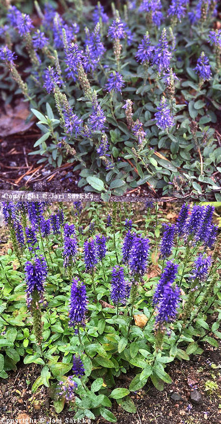 Veronica spicata 'Nana Blauteppich', thktdyke